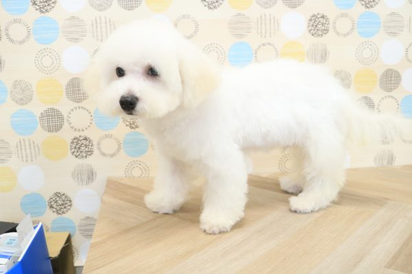 東京都のビションフリーゼ (ペットショッププチマリア 多摩唐木田店/2026年4月17日生まれ/男の子/ホワイト)の子犬の3枚目の画像