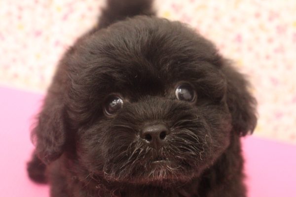 ミックス（ハーフ犬）