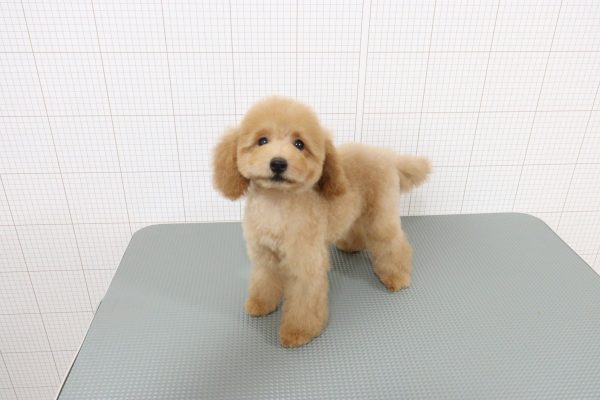岐阜県のトイプードル(トイ) (ペットショッププチマリア 岐阜羽島店/2026年5月10日生まれ/女の子/オレンジフォーン)の子犬の2枚目の画像