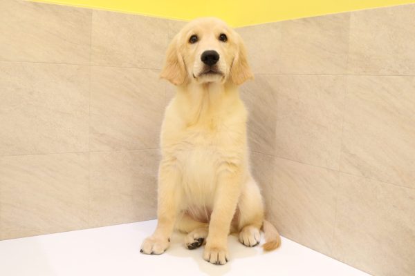 岐阜県のゴールデンレトリバー (ペットショッププチマリア 大垣イオンモール店/2026年5月6日生まれ/男の子/ゴールデンカラー)の子犬の2枚目の画像