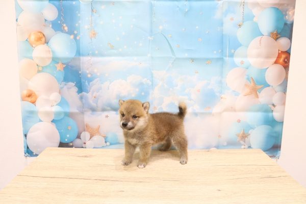 愛知県の豆柴 (ペットショッププチマリア 一宮イオンモール木曽川キリオ店/2026年6月13日生まれ/男の子/赤)の子犬の4枚目の画像