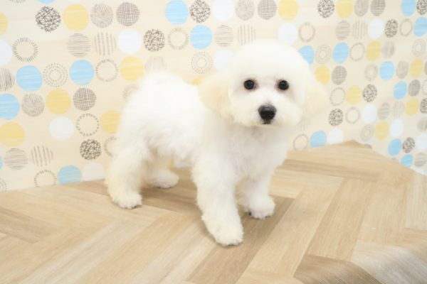 東京都のビションフリーゼ (ペットショッププチマリア 多摩唐木田店/2026年4月17日生まれ/男の子/ホワイト)の子犬の2枚目の画像