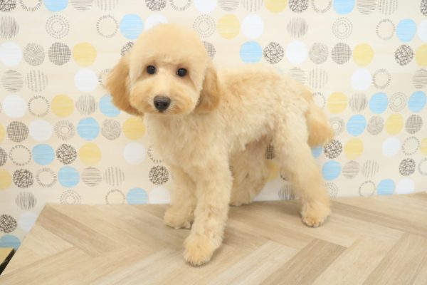 東京都のトイプードル(トイ) (ペットショッププチマリア 多摩唐木田店/2026年3月14日生まれ/男の子/アプリコット)の子犬の2枚目の画像