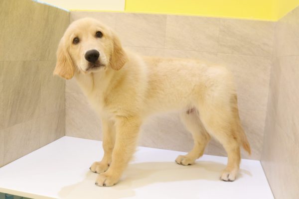 岐阜県のゴールデンレトリバー (ペットショッププチマリア 大垣イオンモール店/2026年5月6日生まれ/男の子/ゴールデンカラー)の子犬の3枚目の画像