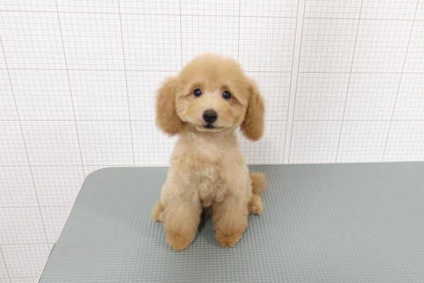 岐阜県のトイプードル(トイ) (ペットショッププチマリア 岐阜羽島店/2026年5月10日生まれ/女の子/オレンジフォーン)の子犬の4枚目の画像