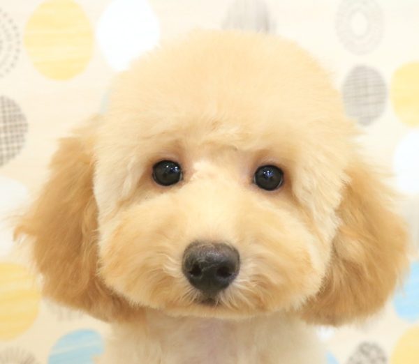 東京都のトイプードル(トイ) (ペットショッププチマリア 多摩唐木田店/2026年3月14日生まれ/男の子/アプリコット)の子犬の1枚目の画像