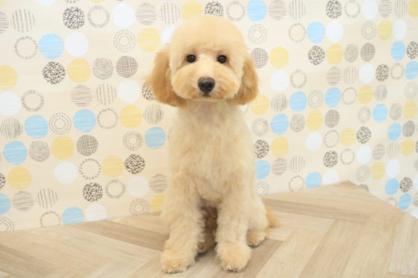 東京都のトイプードル(トイ) (ペットショッププチマリア 多摩唐木田店/2026年3月14日生まれ/男の子/アプリコット)の子犬の3枚目の画像