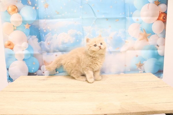 愛知県のブリティッシュショートヘアー (ペットショッププチマリア 一宮イオンモール木曽川キリオ店/2026年6月6日生まれ/男の子/クリーム)の子猫の3枚目の画像