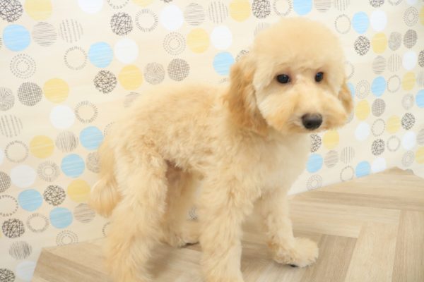 東京都のトイプードル(トイ) (ペットショッププチマリア 多摩唐木田店/2026年3月14日生まれ/男の子/アプリコット)の子犬の4枚目の画像