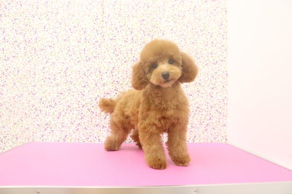 愛知県のトイプードル(トイ) (ペットショッププチマリア イオンタウン弥富店/2026年4月25日生まれ/女の子/レッドフォーン)の子犬の4枚目の画像