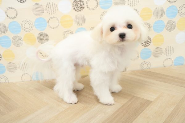 東京都のマルチーズ (ペットショッププチマリア 多摩唐木田店/2026年3月21日生まれ/男の子/ホワイト)の子犬の3枚目の画像