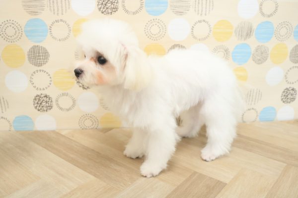 東京都のマルチーズ (ペットショッププチマリア 多摩唐木田店/2026年3月21日生まれ/男の子/ホワイト)の子犬の4枚目の画像
