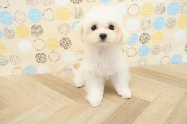 東京都のマルチーズ (ペットショッププチマリア 多摩唐木田店/2026年3月21日生まれ/男の子/ホワイト)の子犬の2枚目の画像