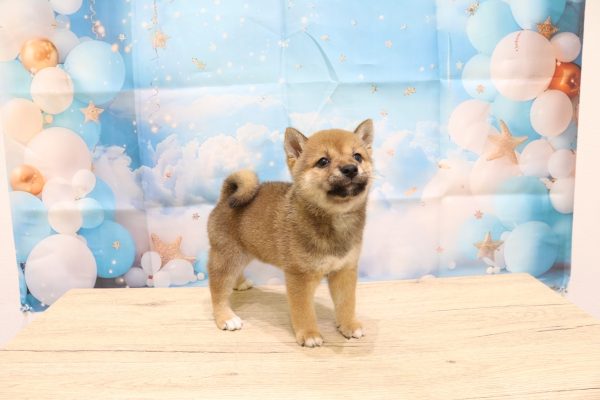愛知県の柴犬(標準サイズ) (ペットショッププチマリア 一宮イオンモール木曽川キリオ店/2026年6月14日生まれ/女の子/赤)の子犬の3枚目の画像