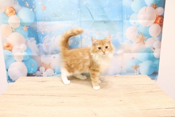 愛知県のノルウェージャンフォレストキャット (ペットショッププチマリア 一宮イオンモール木曽川キリオ店/2026年5月20日生まれ/女の子/レッドタビーホワイト)の子猫の4枚目の画像