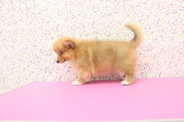 愛知県のポメコーギー(ポメラニアン×コーギー) (ペットショッププチマリア イオンタウン弥富店/2026年6月2日生まれ/女の子/レッド)の子犬の2枚目の画像
