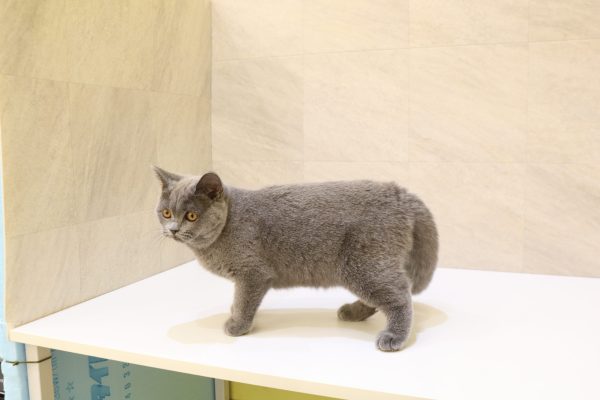 岐阜県のブリティッシュショートヘアー (ペットショッププチマリア 大垣イオンモール店/2026年4月9日生まれ/女の子/ブルー)の子猫の3枚目の画像