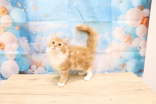 愛知県のノルウェージャンフォレストキャット (ペットショッププチマリア 一宮イオンモール木曽川キリオ店/2026年5月20日生まれ/女の子/レッドタビーホワイト)の子猫の3枚目の画像