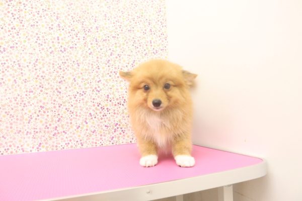 愛知県のポメコーギー(ポメラニアン×コーギー) (ペットショッププチマリア イオンタウン弥富店/2026年6月2日生まれ/女の子/レッド)の子犬の4枚目の画像