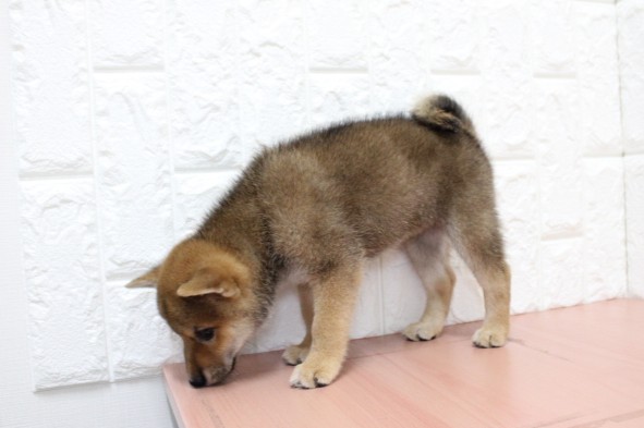 岐阜県の柴犬(標準サイズ) (ペットショッププチマリア 各務原鵜沼店/2026年6月15日生まれ/女の子/赤)の子犬の3枚目の画像
