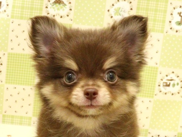 埼玉県のポメチワ/チワポメ/ポメチー(ポメラニアン×チワワ) (ペットショッププチマリア 入間武蔵藤沢店/2026年5月29日生まれ/男の子/チョコ&クリーム)の子犬の1枚目の画像