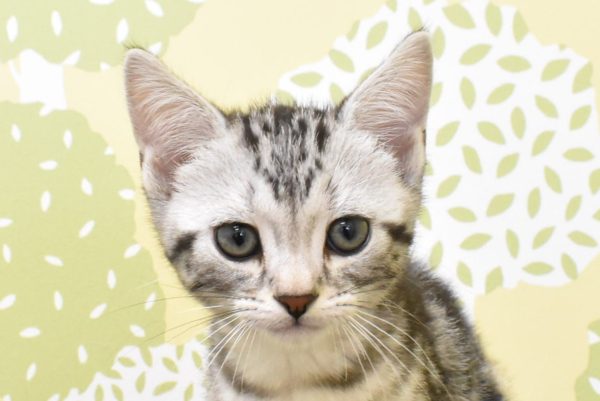 愛知県のアメリカンショートヘアー (ペットショッププチマリア ルビットパーク岡崎店/2026年6月4日生まれ/男の子/シルバータビー)の子猫の1枚目の画像