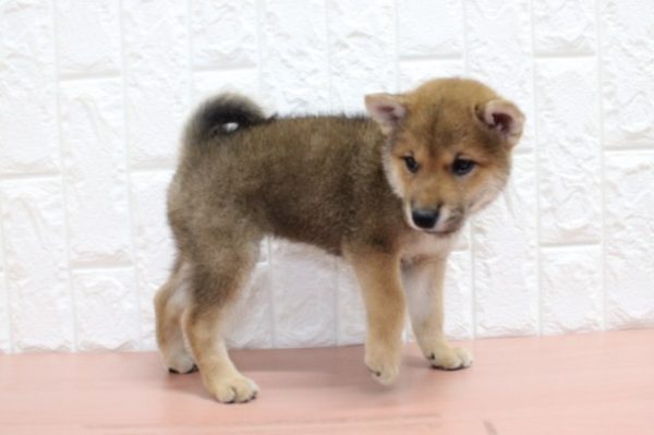 岐阜県の柴犬(標準サイズ) (ペットショッププチマリア 各務原鵜沼店/2026年6月15日生まれ/女の子/赤)の子犬の2枚目の画像