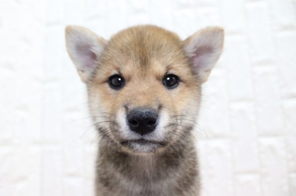 柴犬