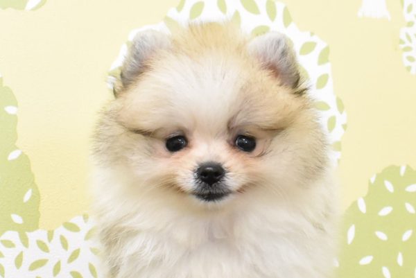 愛知県のポメラニアン (ペットショッププチマリア ルビットパーク岡崎店/2026年5月31日生まれ/男の子/パーティーカラー)の子犬の1枚目の画像