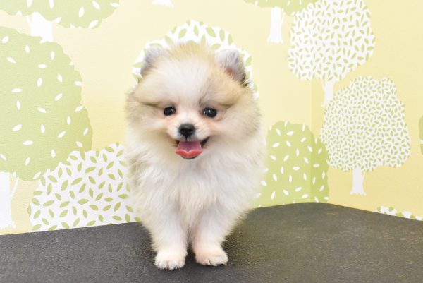 愛知県のポメラニアン (ペットショッププチマリア ルビットパーク岡崎店/2026年5月31日生まれ/男の子/パーティーカラー)の子犬の3枚目の画像