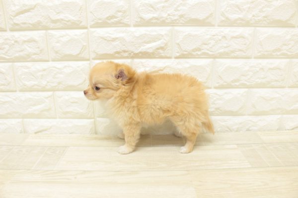 神奈川県のチワワ(ロング) (ペットショッププチマリア 横浜港北センター南店/2026年7月11日生まれ/女の子/クリーム)の子犬の3枚目の画像