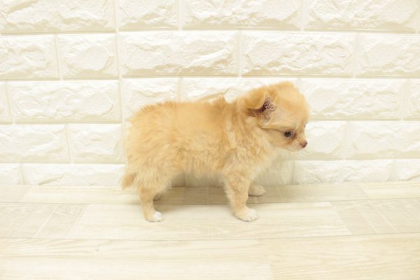 神奈川県のチワワ(ロング) (ペットショッププチマリア 横浜港北センター南店/2026年7月11日生まれ/女の子/クリーム)の子犬の4枚目の画像