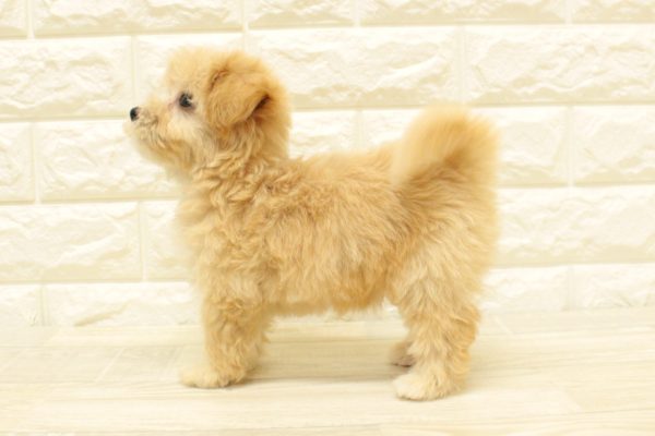 神奈川県のマルプー(マルチーズ×プードル) (ペットショッププチマリア 横浜港北センター南店/2026年7月11日生まれ/女の子/クリーム)の子犬の3枚目の画像