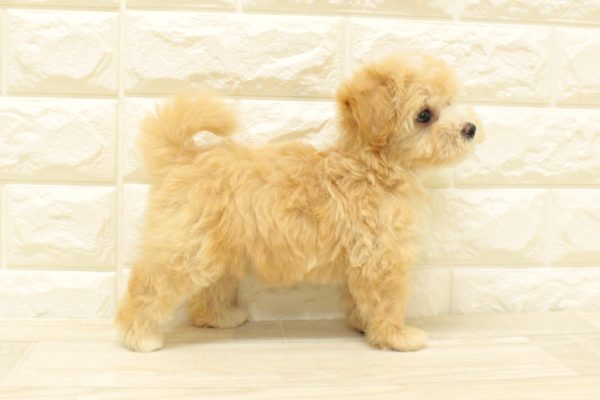 神奈川県のマルプー(マルチーズ×プードル) (ペットショッププチマリア 横浜港北センター南店/2026年7月11日生まれ/女の子/クリーム)の子犬の4枚目の画像