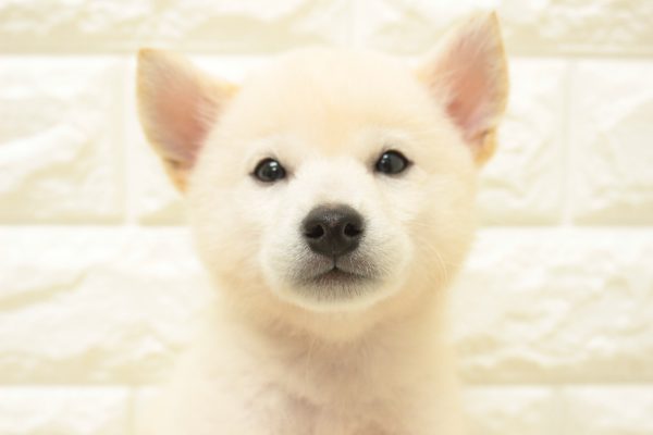 柴犬