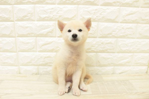 神奈川県の柴犬(標準サイズ) (ペットショッププチマリア 横浜港北センター南店/2026年7月8日生まれ/男の子/白)の子犬の2枚目の画像