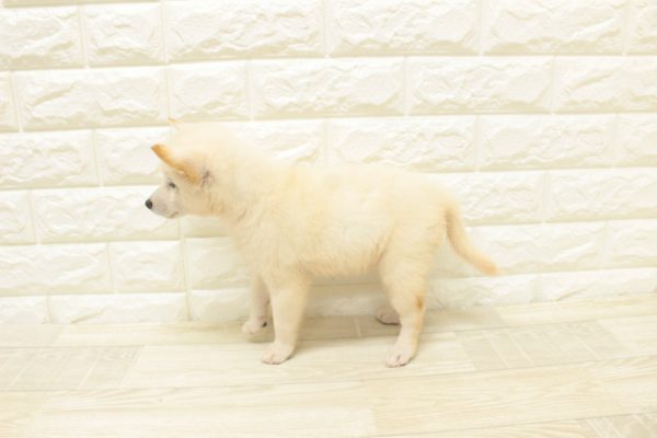神奈川県の柴犬(標準サイズ) (ペットショッププチマリア 横浜港北センター南店/2026年7月8日生まれ/男の子/白)の子犬の3枚目の画像