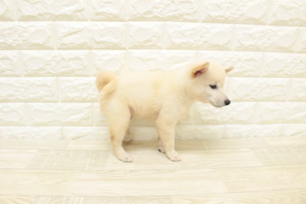 神奈川県の柴犬(標準サイズ) (ペットショッププチマリア 横浜港北センター南店/2026年7月8日生まれ/男の子/白)の子犬の4枚目の画像
