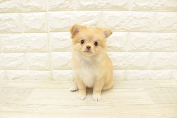 神奈川県のチワワ(ロング) (ペットショッププチマリア 横浜港北センター南店/2026年7月11日生まれ/女の子/クリーム)の子犬の2枚目の画像