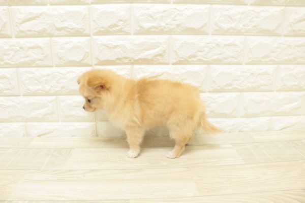 神奈川県のチワワ(ロング) (ペットショッププチマリア 横浜港北センター南店/2026年7月11日生まれ/女の子/クリーム)の子犬の3枚目の画像