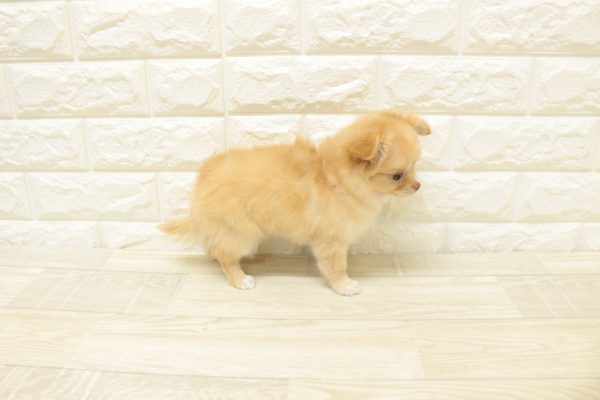神奈川県のチワワ(ロング) (ペットショッププチマリア 横浜港北センター南店/2026年7月11日生まれ/女の子/クリーム)の子犬の4枚目の画像