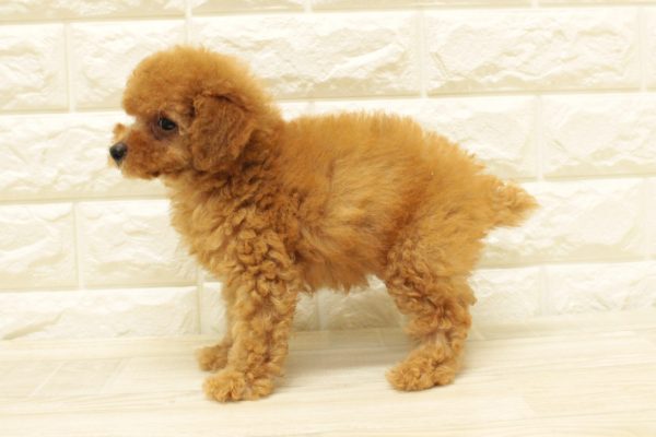 神奈川県のトイプードル(トイ) (ペットショッププチマリア 横浜港北センター南店/2026年7月22日生まれ/女の子/レッドフォーン)の子犬の3枚目の画像