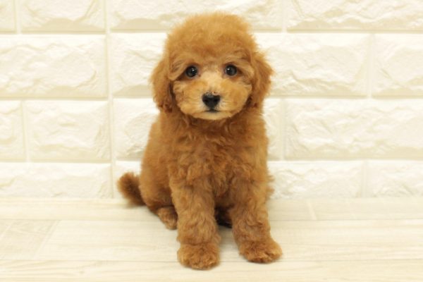 神奈川県のトイプードル(トイ) (ペットショッププチマリア 横浜港北センター南店/2026年7月20日生まれ/男の子/オレンジフォーン)の子犬の2枚目の画像