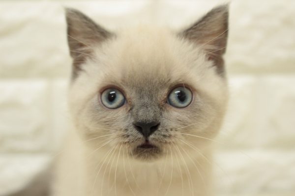 ブリティッシュ