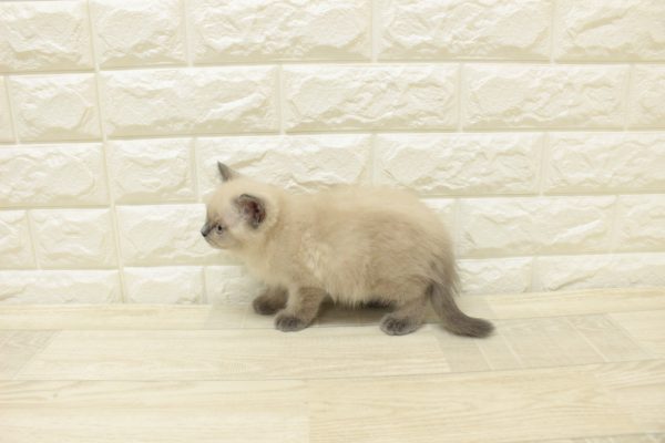 神奈川県のブリティッシュショートヘアー (ペットショッププチマリア 横浜港北センター南店/2026年7月25日生まれ/女の子/ブルーポイント)の子猫の3枚目の画像