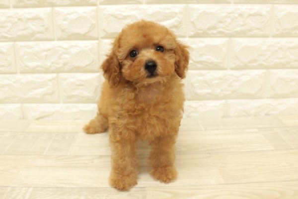 神奈川県のトイプードル(トイ) (ペットショッププチマリア 横浜港北センター南店/2026年7月22日生まれ/女の子/レッドフォーン)の子犬の2枚目の画像