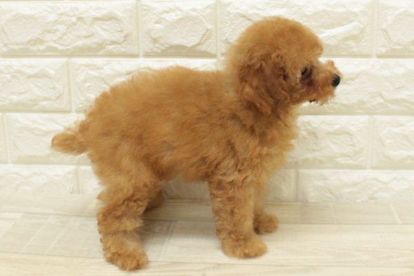神奈川県のトイプードル(トイ) (ペットショッププチマリア 横浜港北センター南店/2026年7月22日生まれ/女の子/レッドフォーン)の子犬の4枚目の画像
