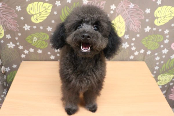 神奈川県のトイプードル(トイ) (ペットショッププチマリア 相模原店/2026年5月2日生まれ/男の子/シルバー)の子犬の2枚目の画像