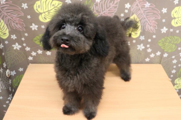 神奈川県のトイプードル(トイ) (ペットショッププチマリア 相模原店/2026年5月2日生まれ/男の子/シルバー)の子犬の3枚目の画像