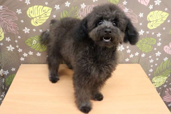神奈川県のトイプードル(トイ) (ペットショッププチマリア 相模原店/2026年5月2日生まれ/男の子/シルバー)の子犬の4枚目の画像